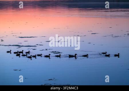 Mamma anatra che nuota attraverso i colori riflessi dell'alba prima dell'alba al Chew Valley Lake, Somerset, Regno Unito Foto Stock