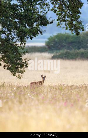 Cervo maschio in piedi nell'erba alta estiva con fiori selvatici sotto gli alberi al Chew Valley Lake, Somerset, Regno Unito all'alba Foto Stock