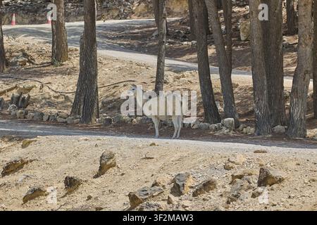 Lama bianco in piedi in un terreno roccioso arido vicino a una strada forestale. Foto Stock