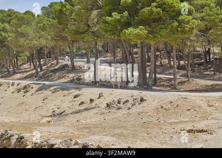 Lama bianco in piedi vicino a una foresta di pini in un parco safari della fauna selvatica. Foto Stock