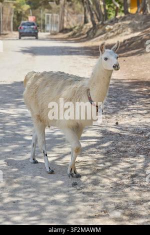 Lama bianco in piedi su una strada sterrata in un parco safari della fauna selvatica. Foto Stock