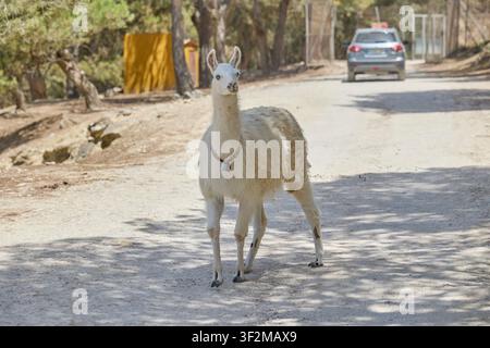 Lama bianco in piedi su una strada sterrata in un parco safari della fauna selvatica. Foto Stock