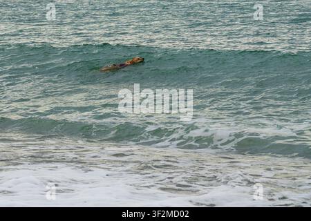 Golden retriever che nuota su un'onda vicino alla spiaggia sabbiosa nel mare di Costa Blanca Foto Stock