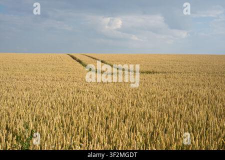 Tracce di trattore attraverso un campo di grano maturo sotto un cielo estivo nuvoloso Foto Stock