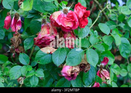Rose rosse e rosa appassite su un cespuglio da giardino. Lavoro di giardinaggio autunnale e cura botanica. Potatura di questi fiori morti e appassiti prima dell'arrivo della stagione fredda Foto Stock