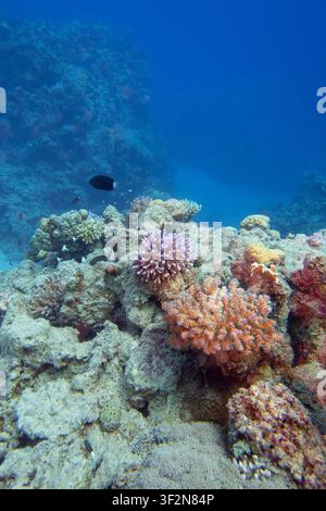Colorata barriera corallina ai piedi del mare tropicale, coralli duri, paesaggio sottomarino Foto Stock