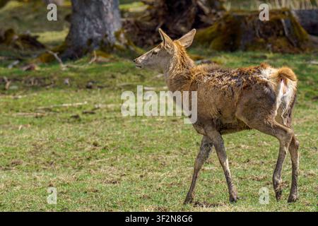 Una fotografia orizzontale in primo piano della fauna selvatica di un giovane vitello di cervo rosso che cammina attraverso un campo erboso verde ai margini della foresta Foto Stock
