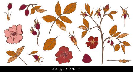 Ramo di rosa canina dipinto a mano. Clipart acquerellato botanico autunnale. Elemento botanico minimale isolato su sfondo trasparente Illustrazione Vettoriale