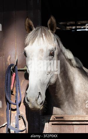 Ritratto di un cavallo bianco Foto Stock