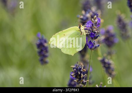 Una farfalla citrina (Gonepteryx rhamni) si nutre del nettare dei fiori della lavanda comune (Lavandula angustifolia), Genthin, Sassonia-Anhalt, Germania Foto Stock