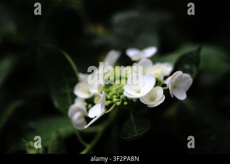 Hydrangea macrophylla f.normalis a Kamakura, Kanagawa, Giappone Foto Stock