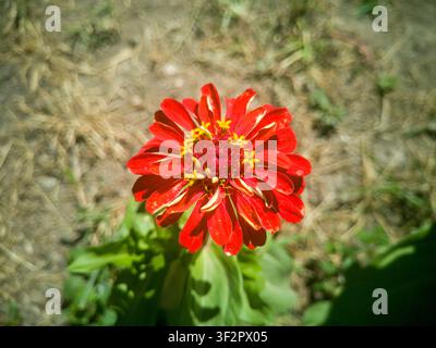 Vista dall'alto di un giovane fiore rosso di Zinnia elegans, bellissimo primo piano di una testa di zinnia in fiore con un anello centrale di fiori gialli. Foto Stock