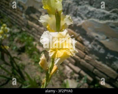 Primo piano di uno stelo di gladiolo fiorito giallo e crema, bellissime ed eleganti fiori di Gladiolus hybridus contro un muro di mattoni rustico. Foto Stock