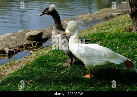 Due anatre crestute in piedi sull'erba verde presso la riva di un lago, una bianca e l'altra grigio scuro, alla luce del giorno vicino ad acqua calma e rocce. Foto Stock