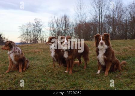 Tre Australian Shepherds in un campo erboso Foto Stock