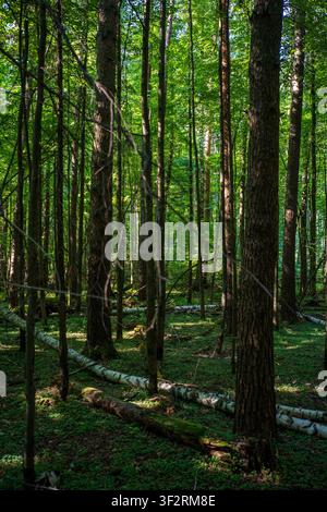 Interno della foresta illuminato dal sole con alberi alti, fogliame verde e tronchi caduti sparsi. Foto Stock