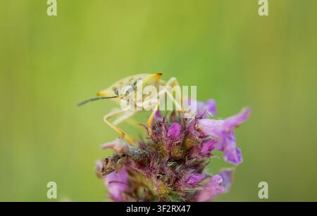 Scarabaggio della betulla Elasmostethus interstinctus, macro close-up di un insetto della natura, si posiziona sulla pianta Betonica officinalis e si nutre succhiando Foto Stock