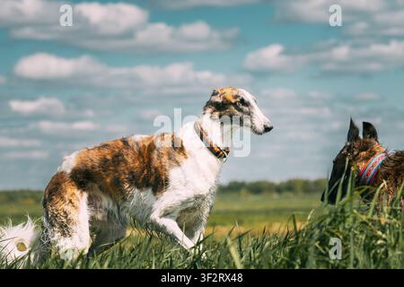 Due cani russi, Borzoi in una giornata estiva soleggiata. Cani da caccia russi in un prato o campo. Stagione estiva. Cielo azzurro brillante. Russkaya Psovaya Borzaya Foto Stock