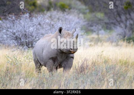 Rinoceronte nero (Diceros bicornis) in piedi sulla savana, Parco nazionale Mountain Zebra, Capo Orientale, Sudafrica. Foto Stock