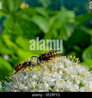 Vespa comune/Yellowjacket in primo piano sulle teste floreali di Allium. Foto Stock