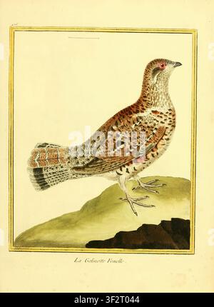 Illustrazione di un tacchino femmina che raffigura uno studio scientifico di un uccello da caccia, mostrando il suo piumaggio dettagliato e l'habitat naturale. dal Volume 5 delle Planches enluminées d'histoire naturelle. Create dall'incisore francese François-Nicolas Martinet tra il 1765 e il 1783, queste incisioni in rame colorate a mano hanno fornito riferimenti visivi per l'Histoire naturelle des oiseaux di Georges-Louis Leclerc, Conte di Buffon. Foto Stock