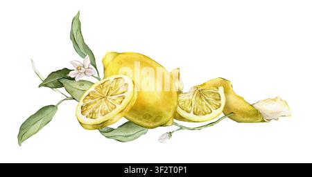 Illustrazione acquerellata disegnata a mano con limoni interi, fette, foglie verdi e fiori. Composizione botanica mediterranea per la decorazione della cucina Foto Stock
