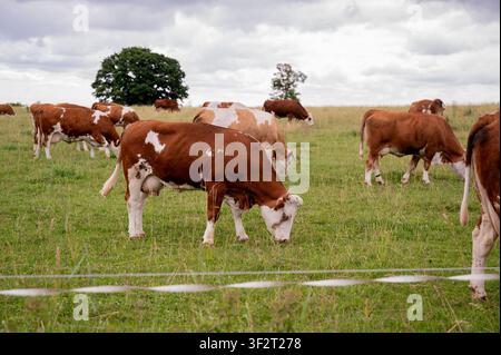 Un gregge di mucche pascola nel pascolo. Mucca di razza ceca (chester). Foto Stock