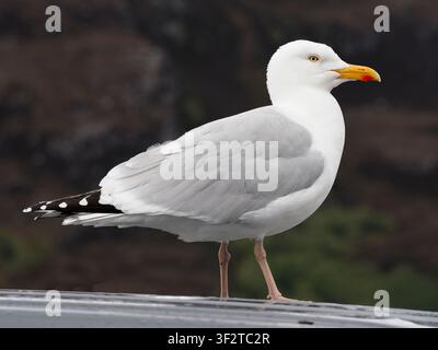 Gabbiano comune (Larus canus) vicino al porto di Ullappol, nella contea di Ross e Cromarty nelle Highlands scozzesi. Questo piccolo villaggio di pescatori imbiancato si trova sulle rive di Loch Broom, a nord-ovest di Inverness. È il principale porto di traghetto per le Ebridi Esterne. Foto Stock