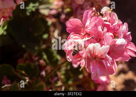 Api mellifera soffice si posiziona all'interno di un petalo di geranio rosa brillante raccogliendo dolce nettare in una giornata estiva soleggiata nel giardino botanico, primo piano. Foto Stock