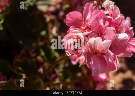 Api mellifera soffice si posiziona all'interno di un petalo di geranio rosa brillante raccogliendo dolce nettare in una giornata estiva soleggiata nel giardino botanico, primo piano. Foto Stock