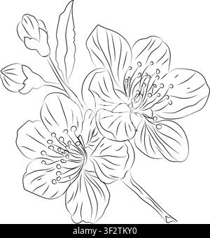 Illustrazione di disegno a contorno, Schizzo disegnato a mano di un ramo fiorito, Illustrazione vettoriale del contorno del ramo di ciliegio, Colore vettoriale della fioritura Illustrazione Vettoriale