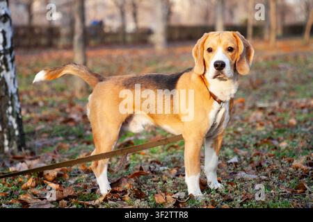 Cane Beagle in piedi nel parco autunnale con collare di pelle che guarda la fotocamera, bellissimo cane di razza pura, animale domestico che passeggia all'aperto, stagione autunnale, foglie, natura Foto Stock