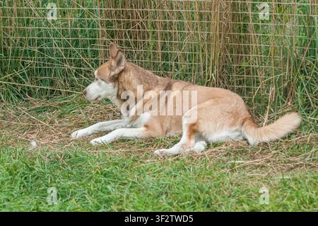 Un cane husky marrone e bianco giace pacificamente in un campo erboso vicino a una recinzione di filo. La scena è calma e serena in un ambiente all'aperto. Foto Stock