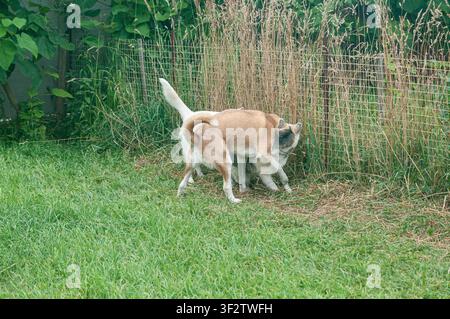 Due cani Shiba Inu marrone e bianco stanno giocando e lottando in un rigoglioso giardino verde vicino a una recinzione di filo e all'erba alta. La scena è luminosa e naturale. Foto Stock