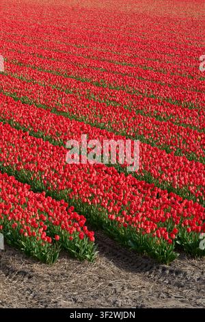 Vasto campo di tulipani rossi in piena fioritura che crea un paesaggio floreale primaverile mozzafiato. Foto Stock