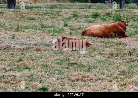Mucca marrone e vitello piccolo che riposano e dormono su un pascolo di erba verde a Coesfeld, Germania Foto Stock