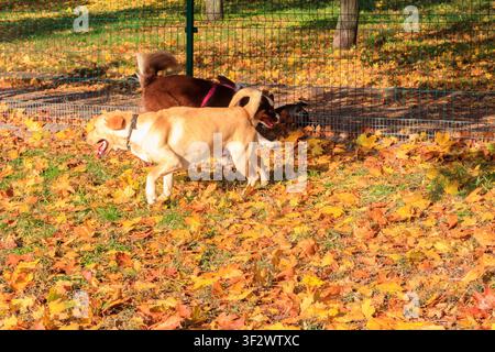 Pastore australiano e Labrador retriever che giocano in un parco autunnale Foto Stock