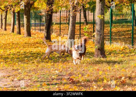 Pastore australiano e Labrador retriever che giocano in un parco autunnale Foto Stock
