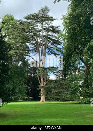 Cedrus libani al Newt, Somerset, Inghilterra Foto Stock