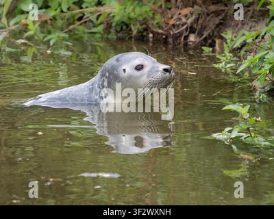 Giovane foca comune (Phoca vitulina) cucciolo (meno di 24 ore), fiume delle lande, Cambridgeshire, Inghilterra Foto Stock