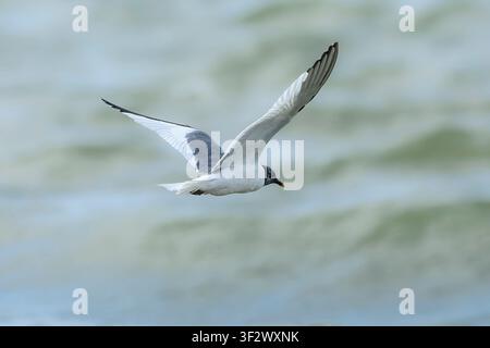 Gabbiano di Sabine adulto (Xema sabini), Grafham Water, Cambridgeshire, Inghilterra Foto Stock