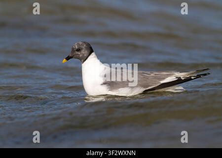 Gabbiano di Sabine adulto (Xema sabini), Grafham Water, Cambridgeshire, Inghilterra Foto Stock