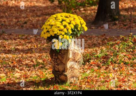 Fiori di crisantemi gialli in vaso in un parco Foto Stock