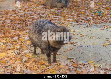 Cane procione comune (Nyctereutes procyonoides), chiamato anche procione cinese o asiatico Foto Stock