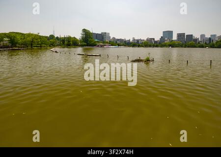 Lo stagno di Shinobazu, incastonato nel parco Ueno a Tokyo, offre una serenissima fuga dalla città frenetica. Lo stagno vasto riflette la skyline circostante Foto Stock