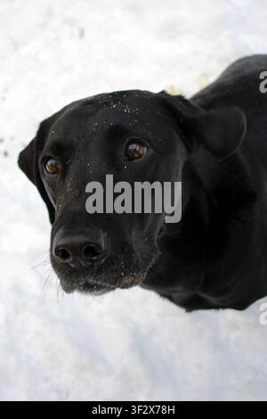 Ritratto di un Labrador Retriever nero nella neve Foto Stock