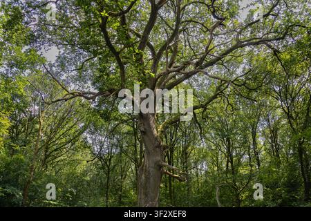 Vecchia quercia con rami distesi nella foresta estiva di Savernake Forest, Wiltshire, Inghilterra, Regno Unito. Foto Stock