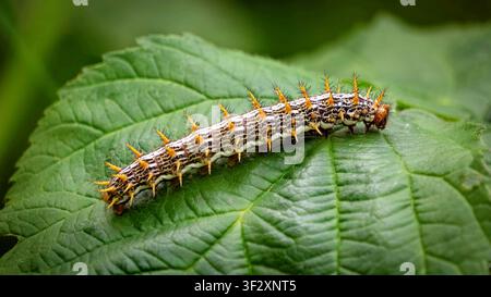 Caterpillar su una foglia Foto Stock