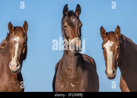 Tre cavalli marroni che guardano verso la fotocamera in un pascolo aperto sotto un cielo blu limpido, animali da gregge espressivi che simboleggiano curiosità, libertà e vita rurale Foto Stock