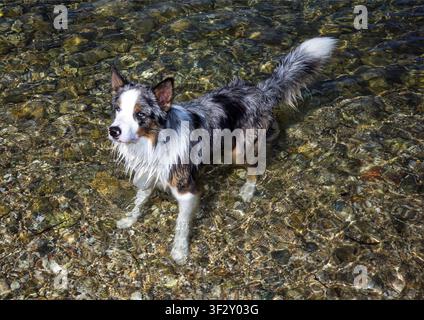 Cane Miniature Australian Shepherd bagnato in piedi nell'acqua cristallina e poco profonda sopra un fondale roccioso Foto Stock